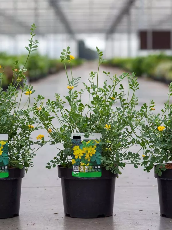 Coronilla glauca 'Citrina'