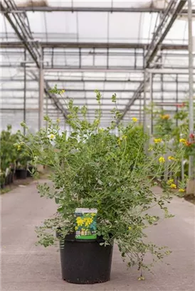 Blaugrüne Valencia-Kronwicke - Coronilla valentina ssp.glauca