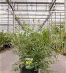 Blaugrüne Valencia-Kronwicke - Coronilla valentina ssp.glauca