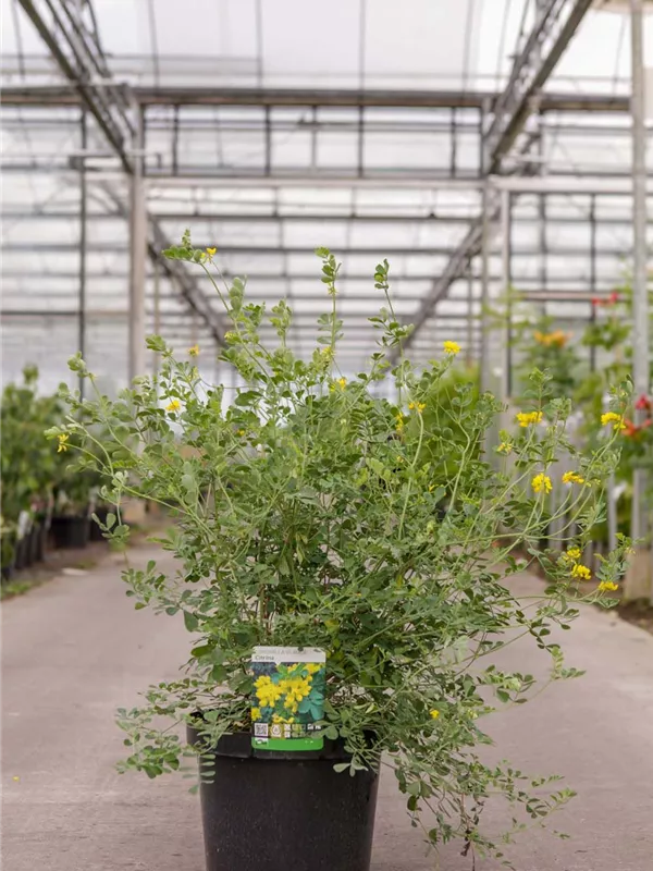 Blaugrüne Valencia-Kronwicke - Coronilla valentina ssp.glauca
