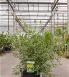 Blaugrüne Valencia-Kronwicke - Coronilla valentina ssp.glauca