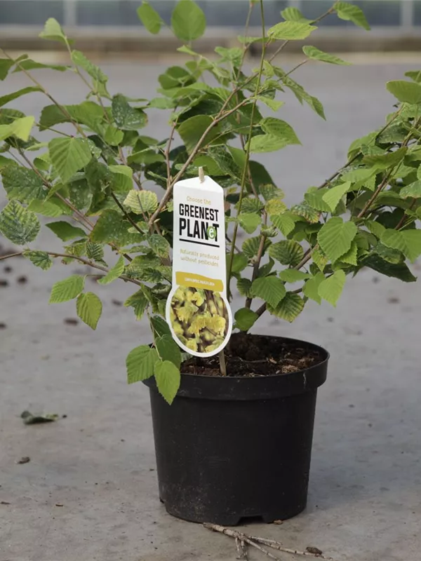 Niedrige Scheinhasel - Corylopsis pauciflora