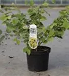 Niedrige Scheinhasel - Corylopsis pauciflora