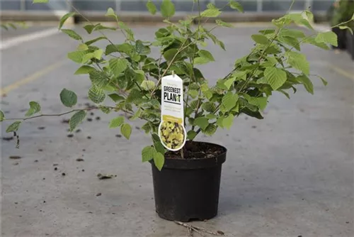 Niedrige Scheinhasel - Corylopsis pauciflora