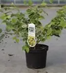 Niedrige Scheinhasel - Corylopsis pauciflora