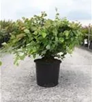 Niedrige Scheinhasel - Corylopsis pauciflora