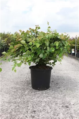 Niedrige Scheinhasel - Corylopsis pauciflora