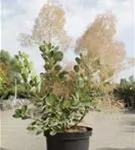 Perückenstrauch 'Young Lady' -S- - Cotinus coggygria 'Young Lady' -S-
