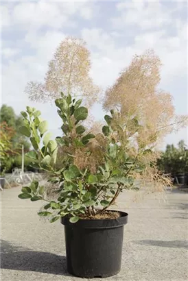 Perückenstrauch 'Young Lady' -S- - Cotinus coggygria 'Young Lady' -S-