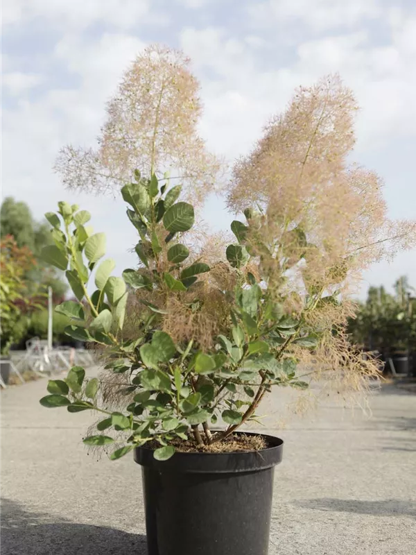Perückenstrauch 'Young Lady' -S- - Cotinus coggygria 'Young Lady' -S-