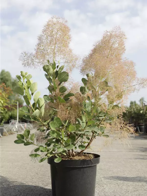 Perückenstrauch 'Young Lady' -S- - Cotinus coggygria 'Young Lady' -S-