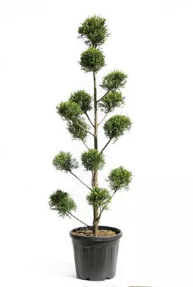 Gelbe Baumzypresse - Cupressocyparis leyl.'Castlewellan Gold' - Formgehölze