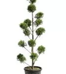 Gelbe Baumzypresse - Cupressocyparis leyl.'Castlewellan Gold' - Formgehölze