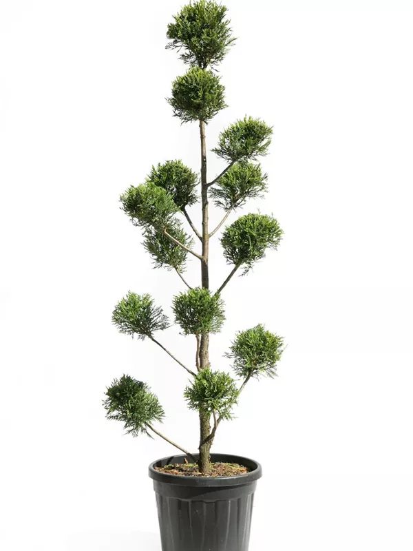 Gelbe Baumzypresse - Cupressocyparis leyl.'Castlewellan Gold' - Formgehölze