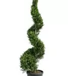 Gelbe Baumzypresse - Cupressocyparis leyl.'Castlewellan Gold' - Formgehölze