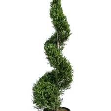 Cupressocyparis leyl.'Castlewellan Gold' - Formgehölze, C 25 Spirale 150-