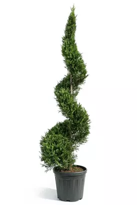 Gelbe Baumzypresse - Cupressocyparis leyl.'Castlewellan Gold' - Formgehölze