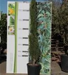 Echte Säulenzypresse - Cupressus sempervirens 'Pyramidalis' - Mediterranes