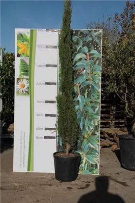 Echte Säulenzypresse - Cupressus sempervirens 'Pyramidalis' - Mediterranes