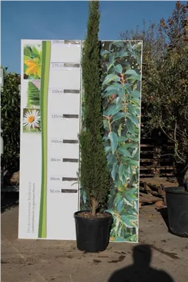 Echte Säulenzypresse - Cupressus sempervirens 'Pyramidalis' - Mediterranes