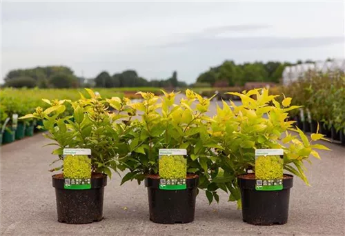 Buschgeißblatt 'Honeybee' - Diervilla rivularis 'Honeybee'