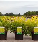 Buschgeißblatt 'Honeybee' - Diervilla rivularis 'Honeybee'