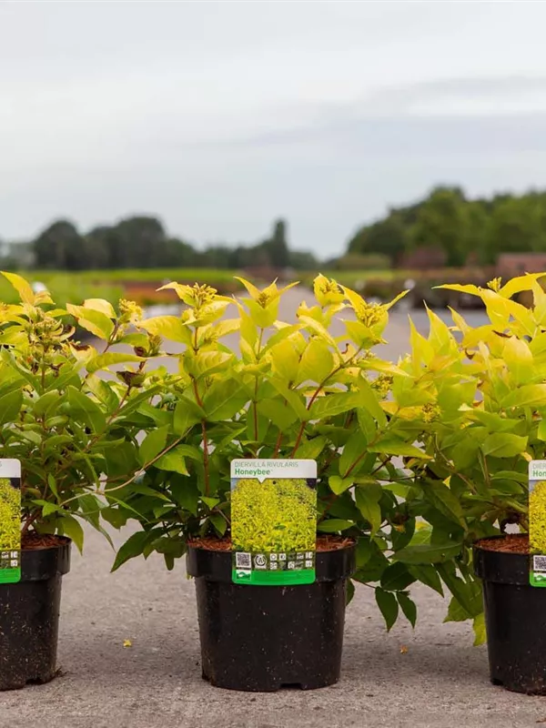 Buschgeißblatt 'Honeybee' - Diervilla rivularis 'Honeybee'