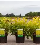 Buschgeißblatt 'Honeybee' - Diervilla rivularis 'Honeybee'
