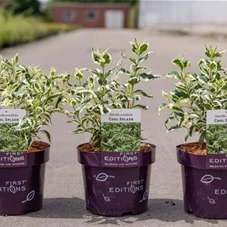 Diervilla sessiliflora 'Cool Splash', C 3,6 30- 40 Diervilla sessiliflora 'Cool Splash', C 3,6 30- 40