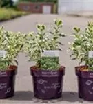 Diervilla - Diervilla sessiliflora 'Cool Splash'