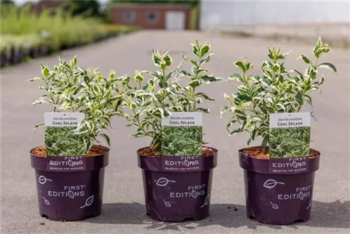 Diervilla - Diervilla sessiliflora 'Cool Splash'