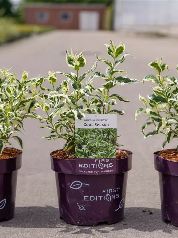 Diervilla - Diervilla sessiliflora 'Cool Splash'
