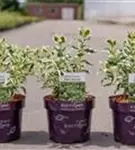 Diervilla - Diervilla sessiliflora 'Cool Splash'