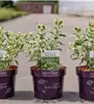 Diervilla - Diervilla sessiliflora 'Cool Splash'