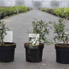 Exochorda racemosa 'Niagara' ®, C 3,6 30- 40 Exochorda racemosa 'Niagara' ®, C 3,6 30- 40