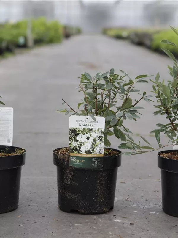 Prunkspiere 'Niagara' ® - Exochorda racemosa 'Niagara' ® Prunkspiere 'Niagara' ® - Exochorda racemosa 'Niagara' ®