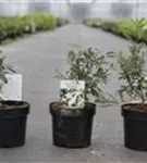 Prunkspiere 'Niagara' ® - Exochorda racemosa 'Niagara' ®