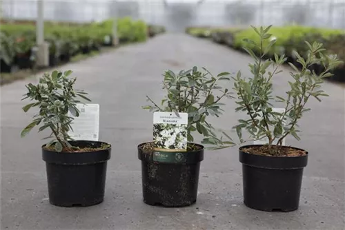 Prunkspiere 'Niagara' ® - Exochorda racemosa 'Niagara' ®