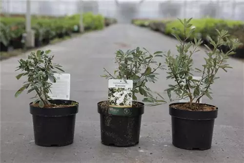 Prunkspiere 'Niagara' ® - Exochorda racemosa 'Niagara' ®