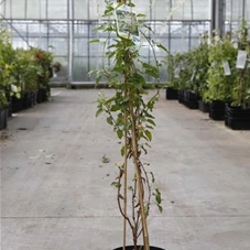 Fallopia aubertii, C 2 80- 100