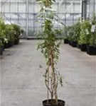 Knöterich - Fallopia aubertii