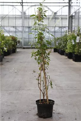 Knöterich - Fallopia aubertii