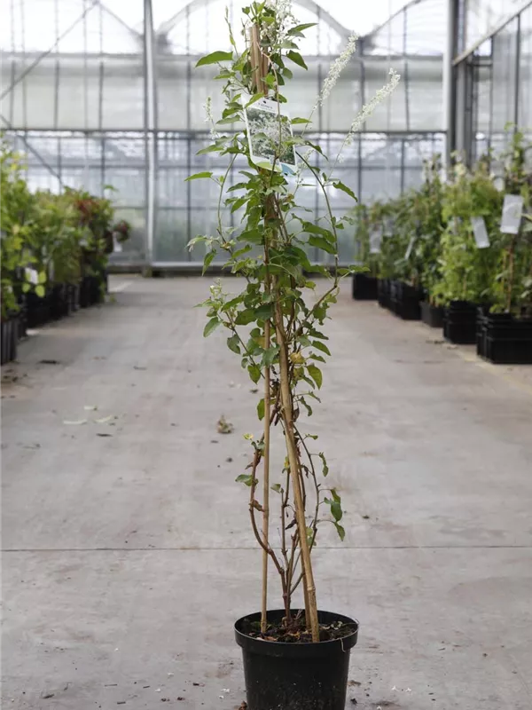 Knöterich - Fallopia aubertii