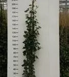 Großblättriger irischer Efeu - Hedera helix hibernica