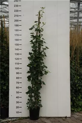 Großblättriger irischer Efeu - Hedera helix hibernica