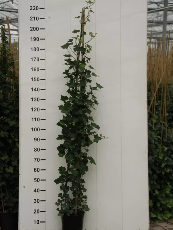 Großblättriger irischer Efeu - Hedera helix hibernica