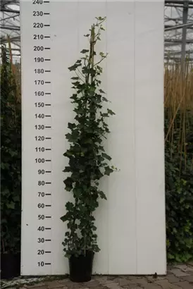 Großblättriger irischer Efeu - Hedera helix hibernica