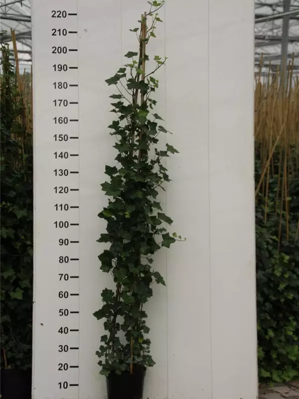 Großblättriger irischer Efeu - Hedera helix hibernica
