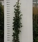 Großblättriger irischer Efeu - Hedera helix hibernica