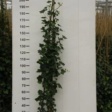 Hedera helix hibernica, C 5 gestäbt 175- 200